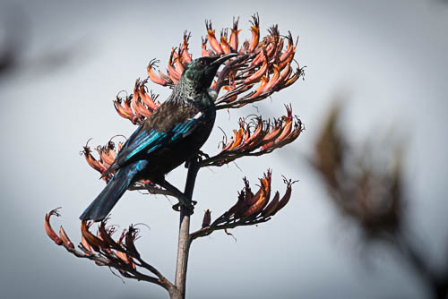 Akeake Reserve bird monitoring 