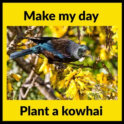 tui in kowhai